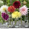 Dahlia 