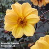 Dahlia 