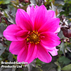 Dahlia 