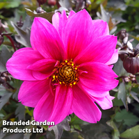 Dahlia 