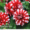 Dahlia 