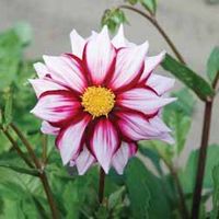 Dahlia 