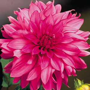 Dahlia 