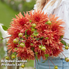 Dahlia 