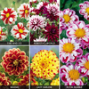 Dahlia 