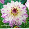Dahlia 