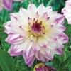 Dahlia 