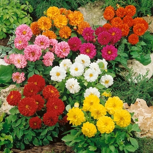 Dahlia 