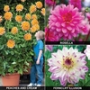 Dahlia 