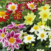 Dahlia 