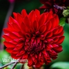 Dahlia 