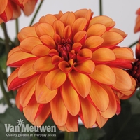 Dahlia 