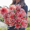 Dahlia 