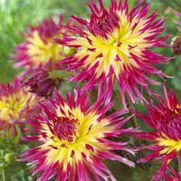 Dahlia 