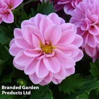 Dahlia 