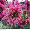 Dahlia 