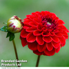 Dahlia 