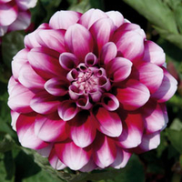 Dahlia 