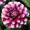 Dahlia 