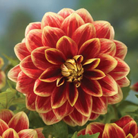 Dahlia 