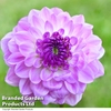 Dahlia 