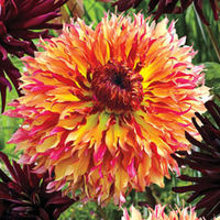 Dahlia 