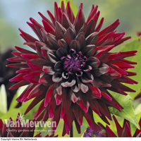 Dahlia 