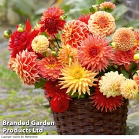 Dahlia 