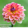 Dahlia 