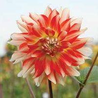 Dahlia 