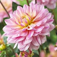Dahlia 