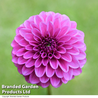 Dahlia 
