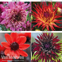 Dahlia 