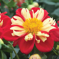 Dahlia 