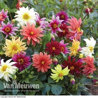 Dahlia 