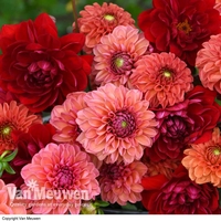 Dahlia 
