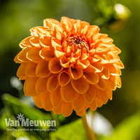 Dahlia 