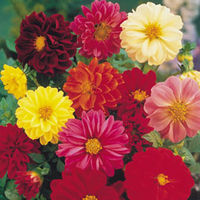 Dahlia 