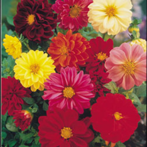 Dahlia variabilis 