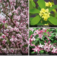 Daphne Trio Collection