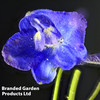 Delphinium belladonna 