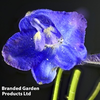Delphinium belladonna 