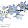 Delphinium belladonna 