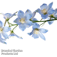 Delphinium belladonna 