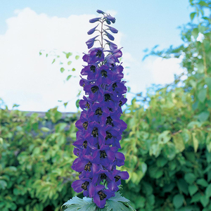 Delphinium 