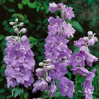 Delphinium 