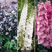 Delphinium 