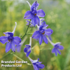 Delphinium grandiflorum 