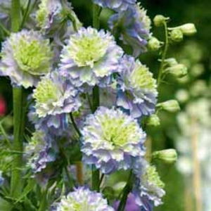 Delphinium 