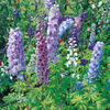 Delphinium hybridum 